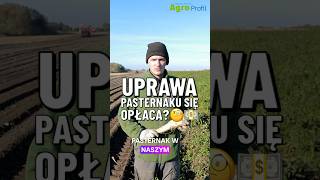 Uprawa pasternaku się opłaca pasternak uprawa polskierolnictwo [upl. by Leiad330]