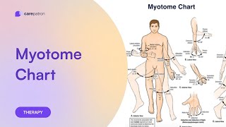 Myotomes Chart [upl. by Yelkreb]