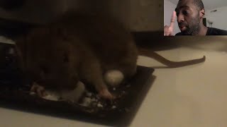 Rat Eats Moth Ball [upl. by Hodges243]