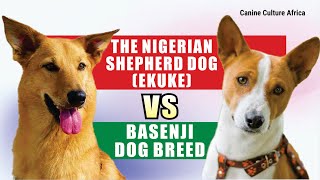 Battle of the Breeds Nigerian Shepherd Dog Ekuke VS Basenji [upl. by Ilehs]