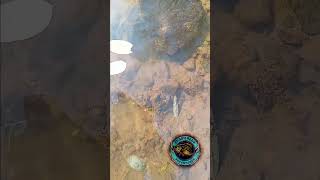 Aquatic critters fypシ゚viral fishing crawdaddyadventures freshwaterfish crawdaddyroddhooks [upl. by Enihpets]