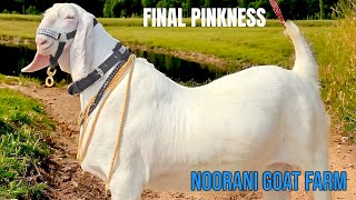 SOJAT 105 KG END OF PINKNESS  NOORANI GOAT FARM UNN  SURAT [upl. by Regazzi]