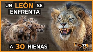 El Rey León Contra 30 Hienas [upl. by Adnawt882]