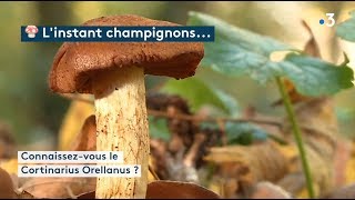 L’instant champignons  le cortinarius orellanus [upl. by Leumas]