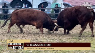 XXVI Feira Gastronómica do Porco  Chegas de Bois  2024  4K  BOTICAS [upl. by Amalberga]