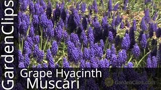 Grape Hyacinth  Muscari armeniacum  How to grow Grape Hyacinth muscari [upl. by Sifan590]