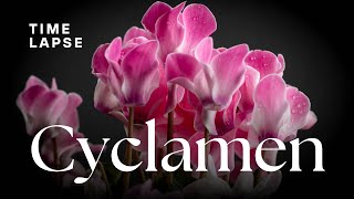 Timelapse Cyclamen Flowers Blooming [upl. by Noslrac]