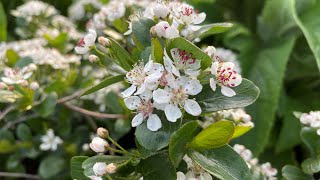 Chokeberry Low Scape Mound Aronia in Blooms May 11 2023 [upl. by Leandro360]