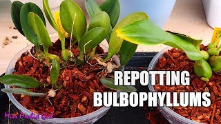 Repotting creeping Bulbophyllum Orchids amp tips on suitable setups [upl. by Chiarra]