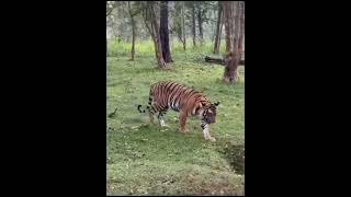 Kabini wildlife Safari elephant tiger forest wildlife wildanimals [upl. by Assiralc277]