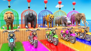 Elephant Lion Hippo Tiger Gorilla 3d Animal Long Slide Game Funny 3d Paint Animals Cage Game Video [upl. by Vizzone]