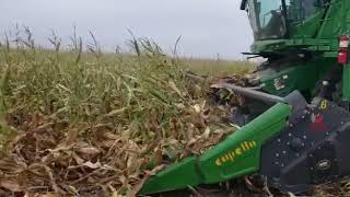 Down corn Capello 1230 Quasar Beckley Harvesting Inc [upl. by Ling]