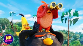 ¡BALA DE CAÑÓN  Angry Birds 2 La Película 2019  Now Español [upl. by Newo]