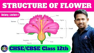 Structure of flower  Class 12th  Lecture 1 biologybotany12thclass [upl. by Abernathy]