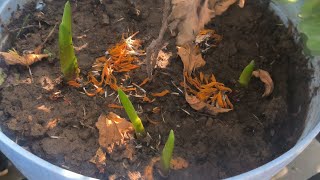 gladiolus flower plants bulb growing [upl. by Niamrej209]