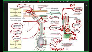 Inguinal canal part 1 BD Chaurasia’s anatomy [upl. by Ylremik]