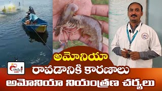 Ammonia Tips in Shrimp Pond  Best Management Practices  Aquaculture videos in Telugu  Royye Raju [upl. by Acirederf]