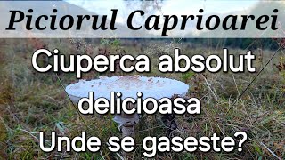 Piciorul Caprioarei  Una dintre cele mai delicioase ciuperci  unde se gaseste [upl. by Annas]