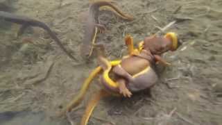 SLAMP 2 Roughskinned Newt Taricha granulosa The Alaska Herpetological Society [upl. by Waltner]