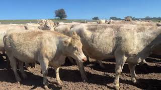 Gilgal Grazing Charolais Cows and Calves [upl. by Elokyn]