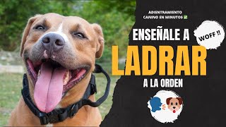 ENSEÑA a tu perro a LADRAR a la ORDEN 🐶🗣✅ [upl. by Viguerie266]