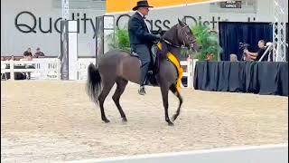 RAYUELA DE SAN ISIDRO  Manto Sagrado x Fabula de San Isidro pasofinocolombiano pasofino horse [upl. by Leandra624]