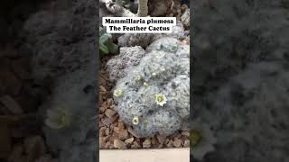 The Feather Cactus  Mammillaria plumosa flowers succulents cactus cactuslover fypシ゚viral [upl. by Bertina]