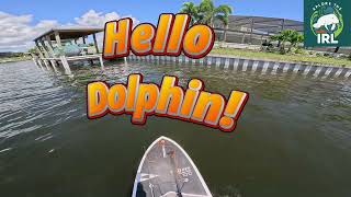 Hello Dolphin [upl. by Hooke56]