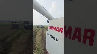 YANMAR COMBINE HARVESTER [upl. by Zebulen]