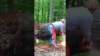 world sawyer  shorts Saw off tree stump uprooted by storm [upl. by Goth]