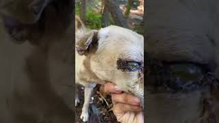 What Is The Treatment For Conjunctivitis In Dogs [upl. by Sivram]