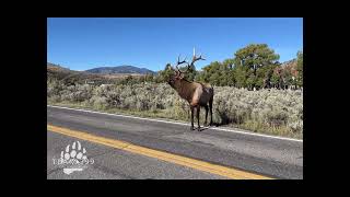 Yellowstone Bugling Bull Elk in Rut [upl. by Isabeau]