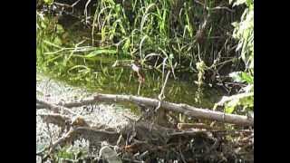 Kingfisher on the Tolka River Finglas 6713 1 [upl. by Reeva]