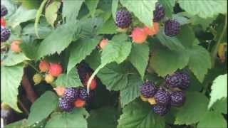 Blackberries Black Raspberries And A Some Wine Grapes [upl. by Ophelia]