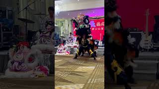 Lion Dance Festival [upl. by Ahsinek976]