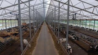 Gutman Brothers Dairy Cattle Farm  WeCover Customer Profile [upl. by Petrick]