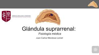 Fisiología de la Glándula suprarrenal [upl. by Aniham]