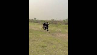 Nazabazi with Mubashar Tiwana beautifulhorses horse pakistan punjab youtube youtubeshorts [upl. by Pelpel30]