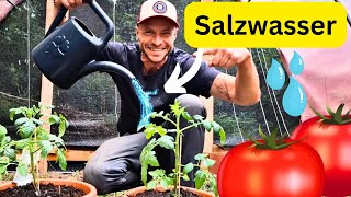 TOMATEN mit SALZWASSER gießen 🍅 Deshalb solltest DU das unbedingt machen [upl. by Yanel]