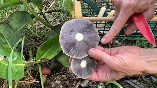 Harvesting Your Wine Cap Mushrooms [upl. by Saberhagen]