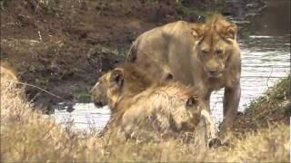 Australia0811 Travels  Journey Through Africa  Ngorongoro Crater National Park Tanzania [upl. by Sacksen]