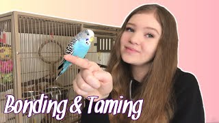 How to Bond With and Tame Your Parrot  Gaining the Trust of a New Bird [upl. by Ahilam]