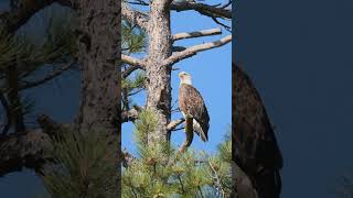 Bald eagle perched on a sunny late summer morning  Wildlife in Northern Arizona [upl. by Onavlis520]