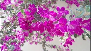 126Magical plantTexas sage BushTexas Rangersilver leafBarometer plantLeucophyllum frutescens [upl. by Suhail]