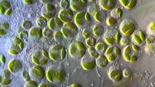 Algae  Chlorophyta [upl. by Assirec]