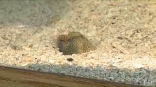 Hawaiian Bobtail Squid Euprymna scolopes swimming and burrowing [upl. by Mcmaster253]