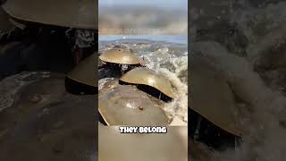 🦀 Horseshoe Crabs Not Actually Crabs 🦀 This Shocking Truth Revealed [upl. by Cos]