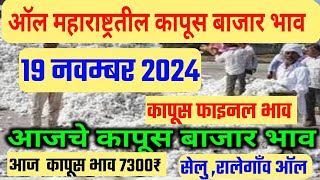 आजचे Live कापूस भाव 19 नवम्बर 2024  kapus bhav today कापूसबाजारभावआजचे [upl. by Wj958]