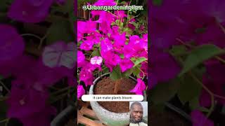 How to make natural fertilizer at home [upl. by Earissed470]