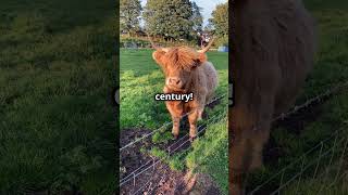 Fluffy Cow Alert 🐮Discover The Highland Cattle [upl. by Navert]